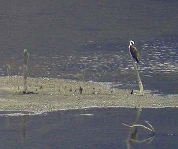 osprey beside Bassenthwaite Lake