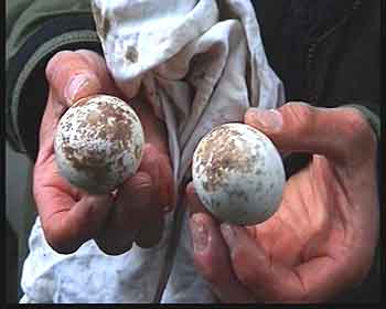 The unhatched eggs from 2004