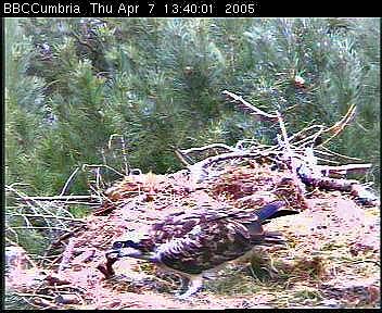 osprey with fish