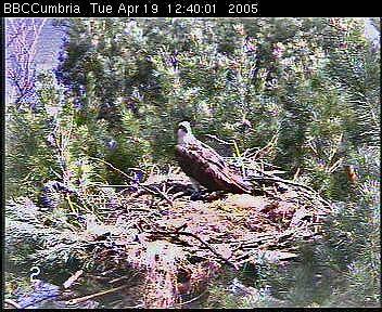Osprey on the nest