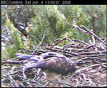 chicks being fed