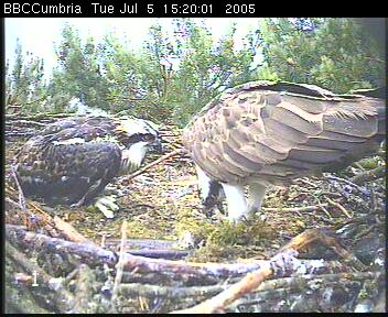 adult with fish and chick