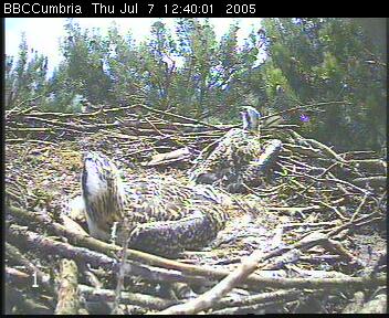 Chicks waiting to be fed