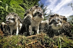 Osprey Chicks on the nest